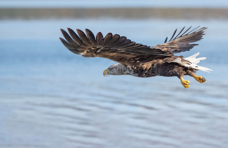 White Tailed Eagle - Isle of Mull - Scotland