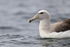 Salvin's Albatross (adult) close view, Pacific Ocean, Chile