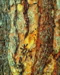 Bark