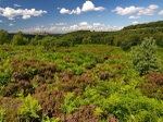 Wharncliffe Heath (04)