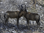 Hartebeest Pair