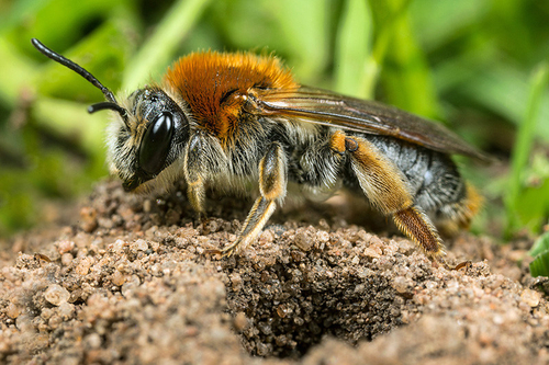 Newly-emerged [i]Andrena haemorrhoa[/i] female by her nest burrow. Staffordshire garden, April 2015.