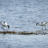 Avocet