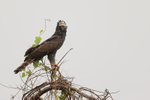 Black Hawk-Eagle, crest raised, Pantanal, Brazil