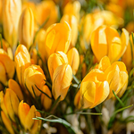Croci (or are they Crocusses?)