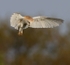 Barn Owl