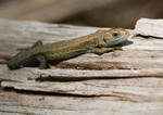 Common Lizard - Lacerta vivipara RPNP0048