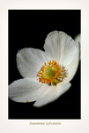 Anemone sylvestris