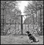 Dog-Sitter-Kensington-Chelsea