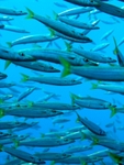 Barracuda