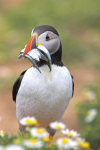 Puffin with Sand eels