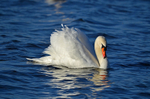 Mute Swan