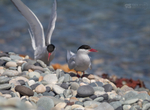 Arctic Terns