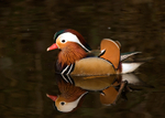 Mandarin Duck