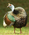Oscellated Turkey