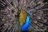 Colour Peacock 01