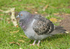 Rock Dove