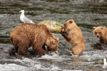 Female Brown Bear shares salmon with cub, Brooks Falls, Alaska