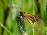 Large Skipper