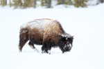Bison passes in front, Yellowstone National Park, Wyoming, USA