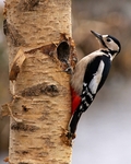Great Spotted Woodpecker