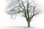 Plain Tree