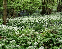 Wild Garlic