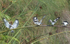 Pied kingfishers