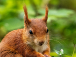 Red Squirrel