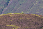 Barrow -1