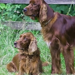 Red Setters taking a break.