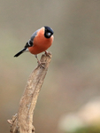 Male Bullfinch perched, Otterbourne, Hampshire