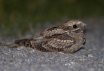 Nightjar