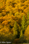 Autumn Colour, Loch Ard, 1