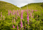 Foxgloves on Little Caradoc