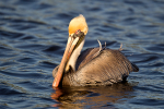 Brown Pelican