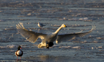 WHOOPER SWAN WINTER 2010