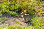 wild rabbit Oryctolagus cuniculus-1934