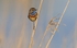 Male Bluethroat