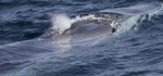 Fin Whale, Pico Island, Azores