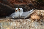 Kittiwakes