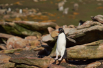 Saunders Island portfolio