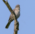 Barred Warbler