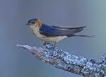 Red Rumped Swallow