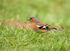 Chaffinch