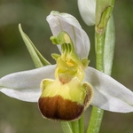 Bi-coloured Bee Orchid variety (Ophrys apifera var bicolor)