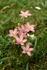 Seaside Centaury