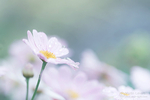 Daisy Droplets
