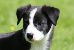 22 Nine weeks old
