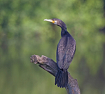 Cormorant - Phalacrocorax carbo